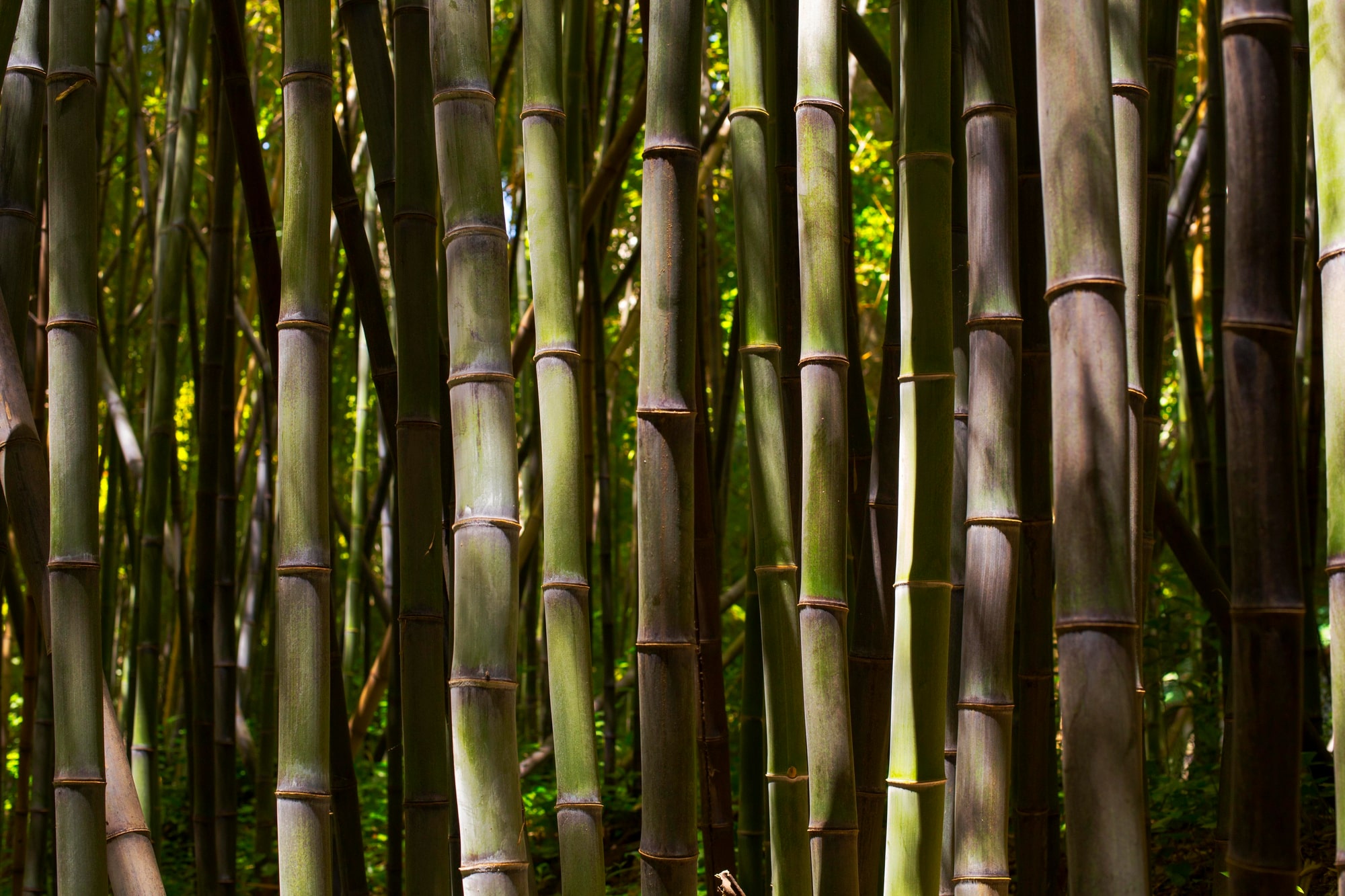 Bamboemeubels en accessoires: Een must have in de tuin!